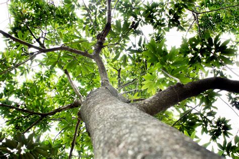 現在開花的樹|臺灣原生樹木推廣及媒合平臺